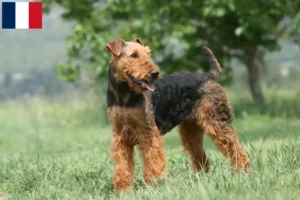 Read more about the article Airedale Terrier breeders and puppies in Réunion