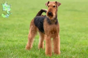 Read more about the article Airedale Terrier breeders and puppies in Sjælland