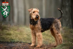 Read more about the article Airedale Terrier breeders and puppies in Styria