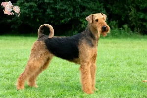 Read more about the article Airedale Terrier breeders and puppies in Syddanmark