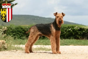 Read more about the article Airedale Terrier breeders and puppies in Upper Austria