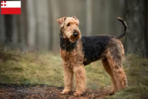 Read more about the article Airedale Terrier breeders and puppies in Utrecht