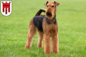 Read more about the article Airedale Terrier breeders and puppies in Vorarlberg