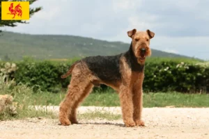 Read more about the article Airedale Terrier breeders and puppies in Walloon Region