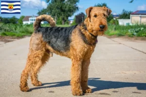 Read more about the article Airedale Terrier breeders and puppies in Zeeland