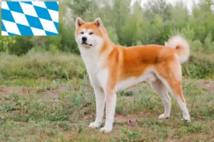 Read more about the article Akita breeders and puppies in Bavaria