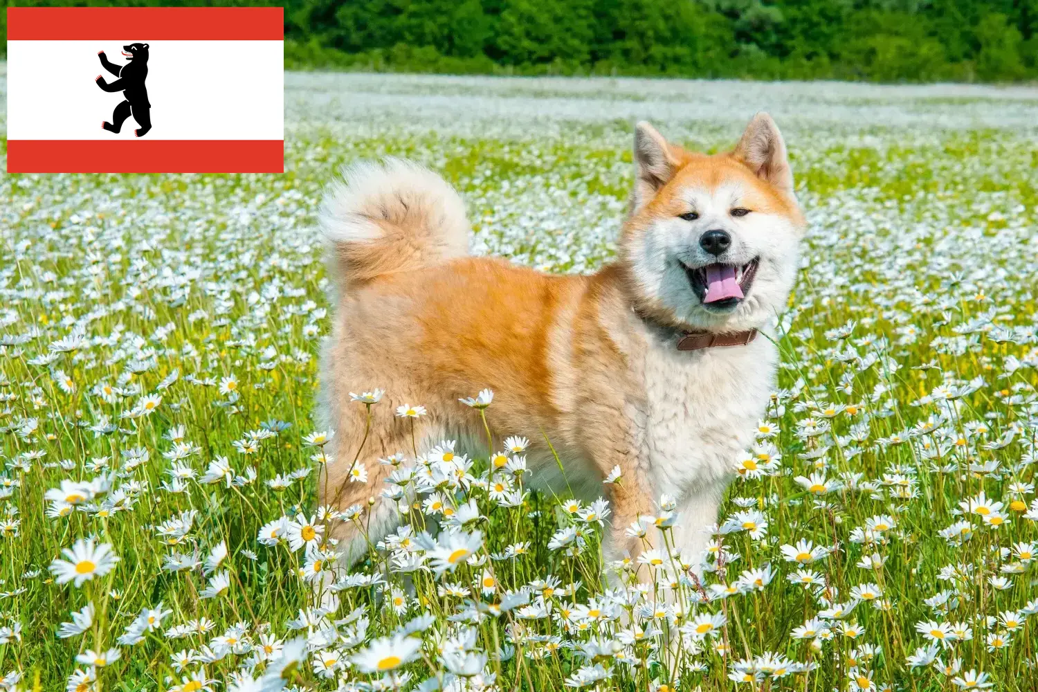 Read more about the article Akita breeders and puppies in Berlin