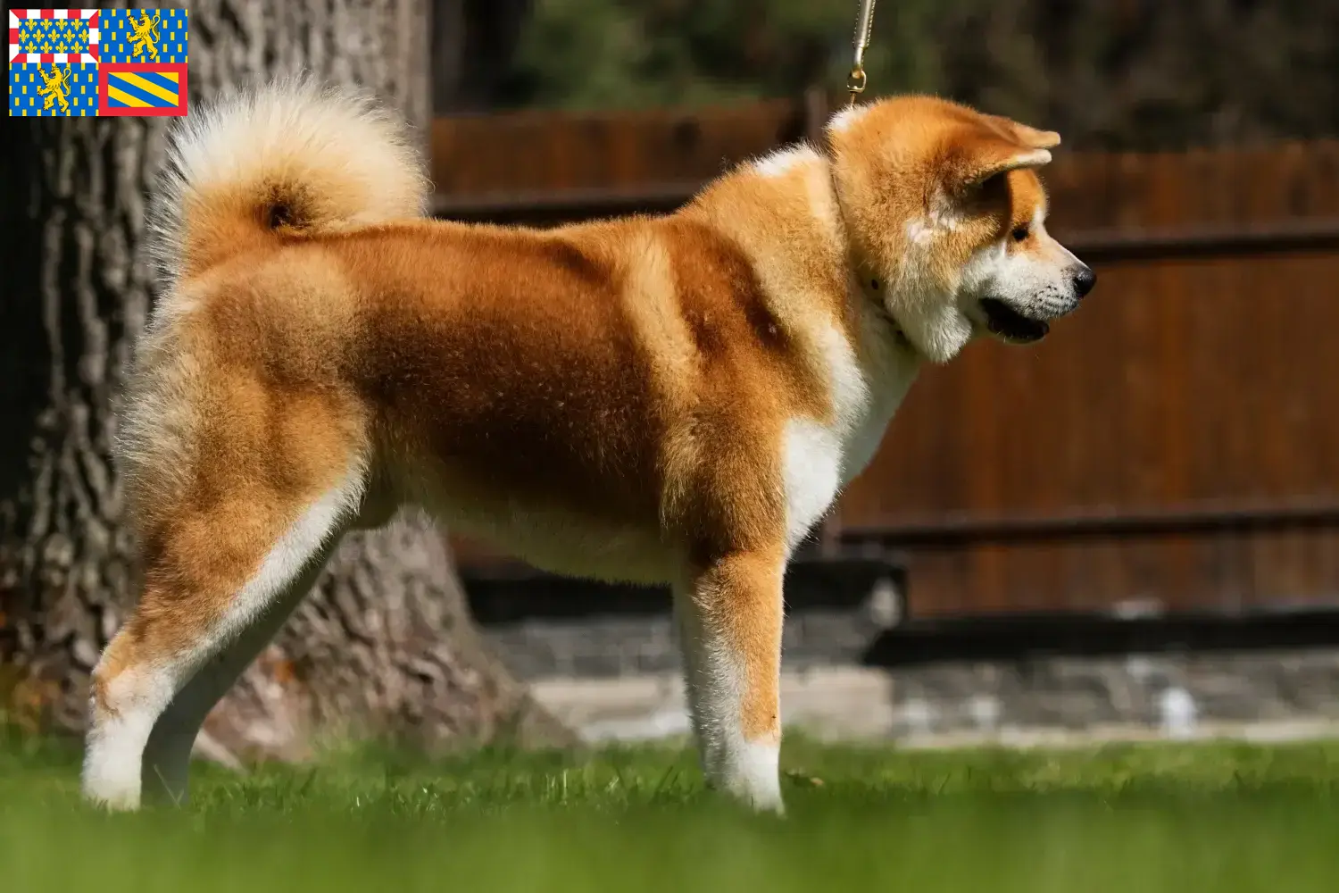 Read more about the article Akita breeders and puppies in Bourgogne-Franche-Comté