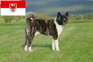 Read more about the article Akita breeders and puppies in Brandenburg