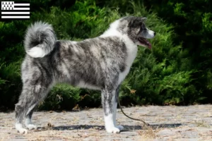 Read more about the article Akita breeders and puppies in Brittany