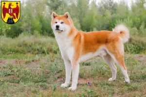 Read more about the article Akita breeders and puppies in Burgenland