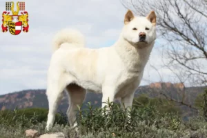 Read more about the article Akita breeders and puppies in Carinthia