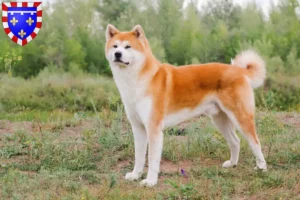 Read more about the article Akita breeders and puppies in Centre-Val de Loire