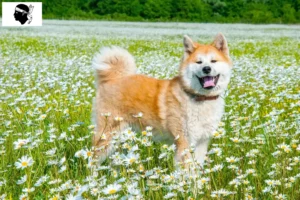 Read more about the article Akita breeders and puppies in Corsica