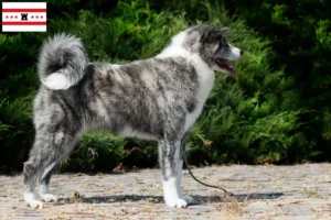 Read more about the article Akita breeders and puppies in Drenthe