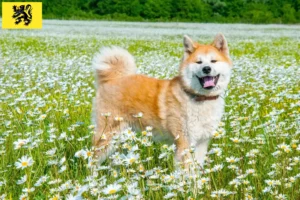 Read more about the article Akita breeders and puppies in Flanders