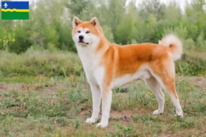 Read more about the article Akita breeders and puppies in Flevoland