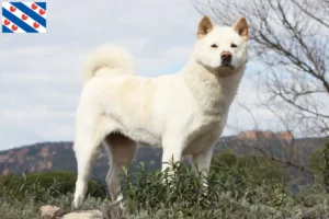 Read more about the article Akita breeders and puppies in Friesland