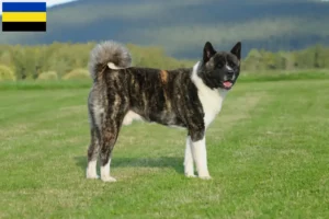 Read more about the article Akita breeders and puppies in Gelderland