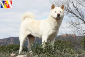 Read more about the article Akita breeders and puppies in Grand Est