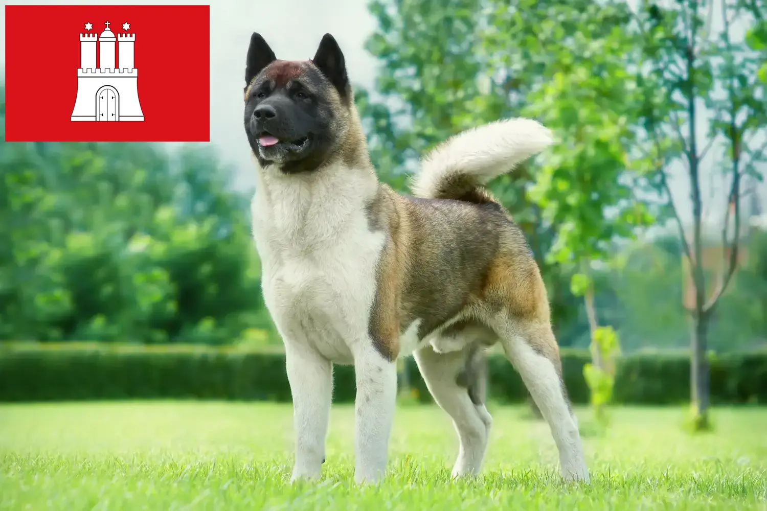 Read more about the article Akita breeders and puppies in Hamburg