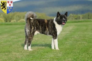 Read more about the article Akita breeders and puppies in Hauts-de-France
