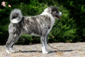 Read more about the article Akita breeders and puppies in Hovedstaden