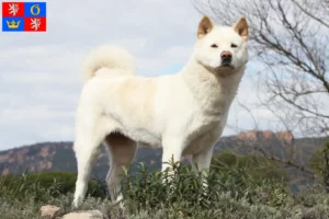 Read more about the article Akita breeders and puppies in Hradec Králové