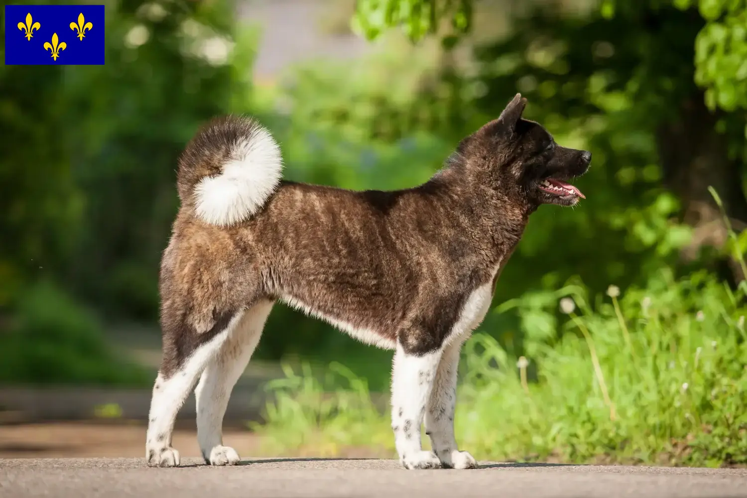 Read more about the article Akita breeders and puppies in Île-de-France