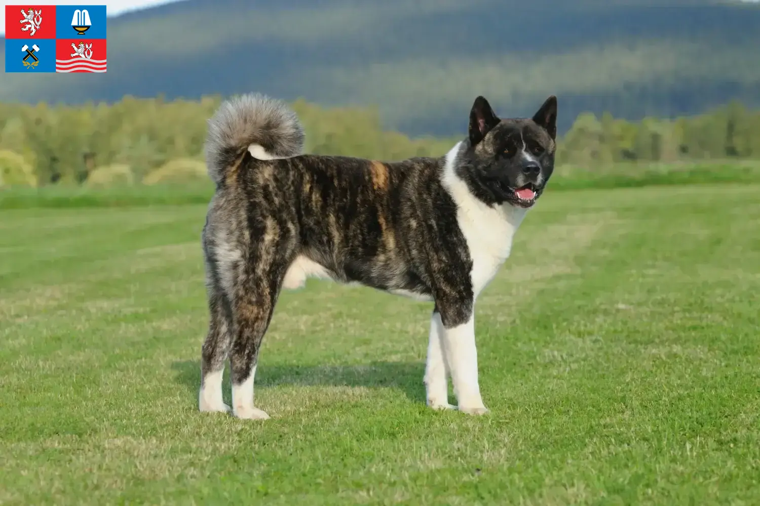 Read more about the article Akita breeders and puppies in Karlsbad