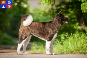 Read more about the article Akita breeders and puppies in Liberec