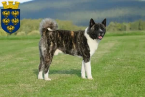 Read more about the article Akita breeders and puppies in Lower Austria