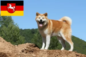 Read more about the article Akita breeders and puppies in Lower Saxony