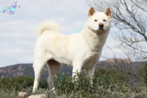 Read more about the article Akita breeders and puppies in Nordjylland