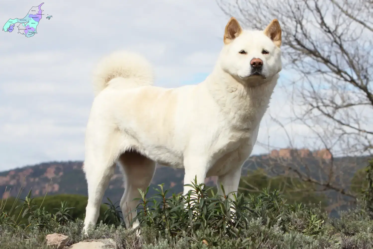 Read more about the article Akita breeders and puppies in Nordjylland