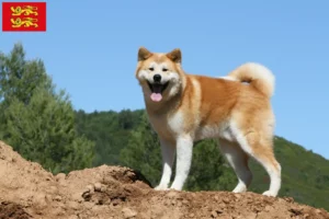 Read more about the article Akita breeders and puppies in Normandy