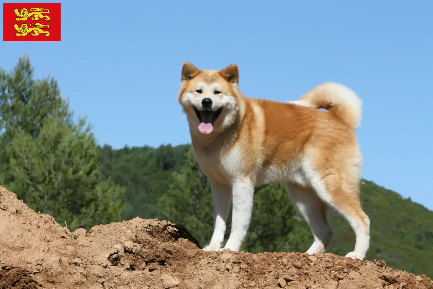 Read more about the article Akita breeders and puppies in Normandy