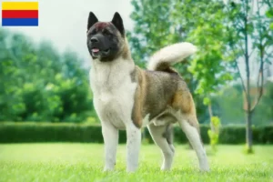 Read more about the article Akita breeders and puppies in North Holland