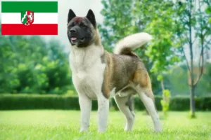Read more about the article Akita breeders and puppies in North Rhine-Westphalia
