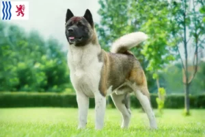 Read more about the article Akita breeders and puppies in Nouvelle-Aquitaine
