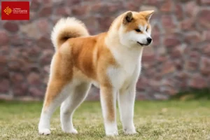 Read more about the article Akita breeders and puppies in Occitania