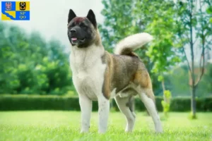 Read more about the article Akita breeders and puppies in Olomouc