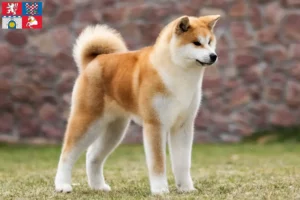 Read more about the article Akita breeders and puppies in Pardubice
