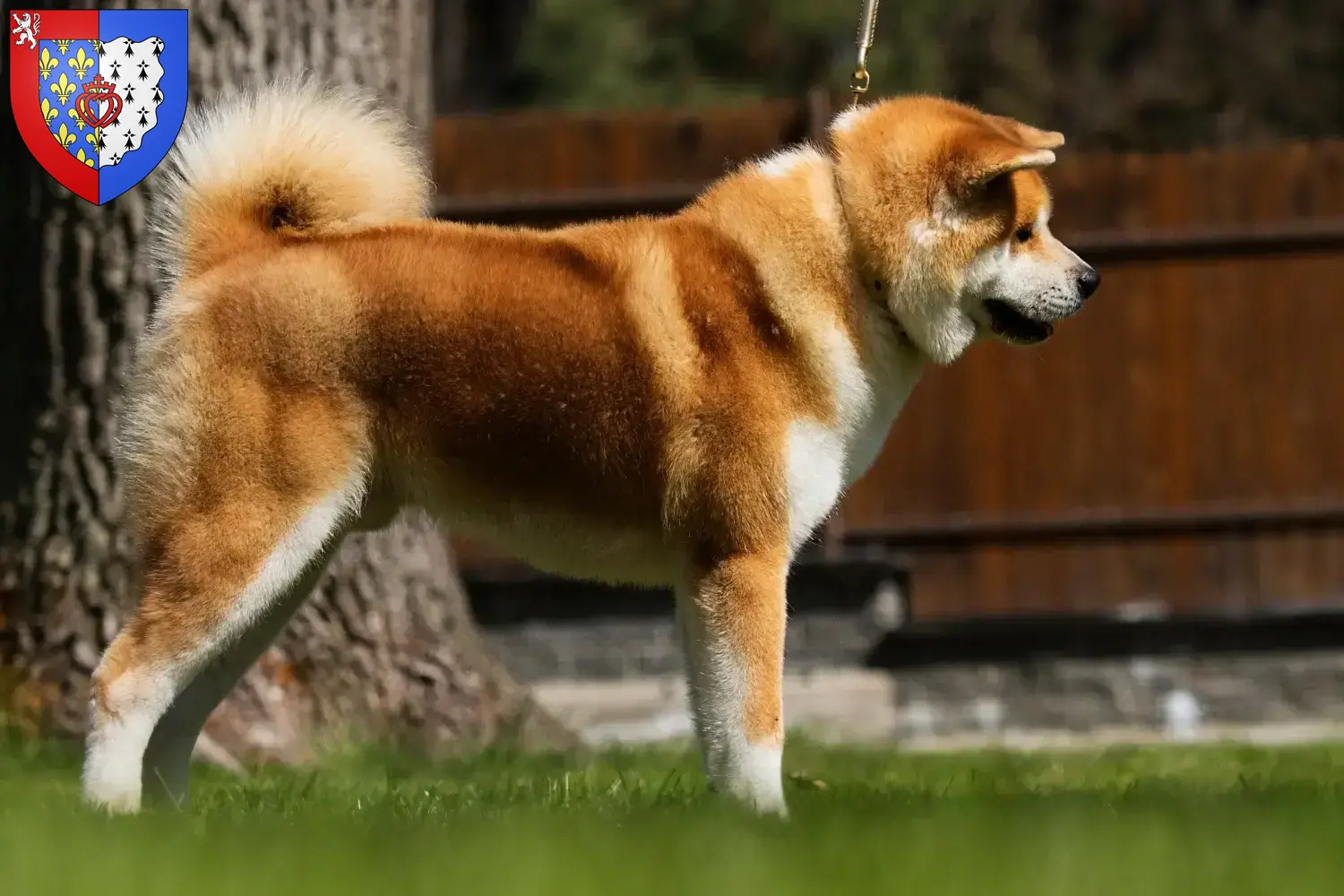 Read more about the article Akita breeders and puppies in Pays de la Loire