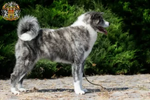Read more about the article Akita breeders and puppies in Prague