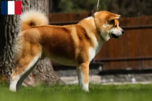 Read more about the article Akita breeders and puppies on Réunion