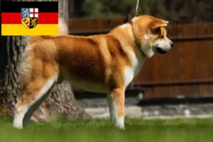 Read more about the article Akita breeders and puppies in Saarland