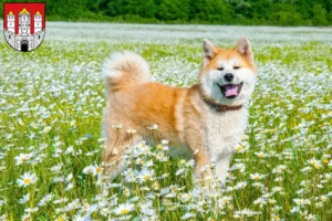 Read more about the article Akita breeders and puppies in Salzburg