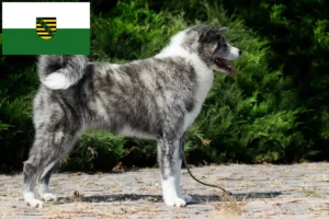 Read more about the article Akita breeders and puppies in Saxony