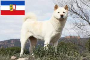 Read more about the article Akita breeders and puppies in Schleswig-Holstein